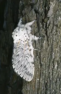 Cerura Vinula Prints: Puss Moth