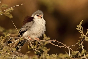 Pygmy falcon - female near nest in early morning sun Pygmy falcon - female near nest in early morning sun