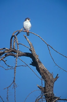 Pygmy Falcon - Tiny seven inch falcon perched on a favoured vantage point Pygmy Falcon - Tiny seven inch falcon perched on a favoured vantage point