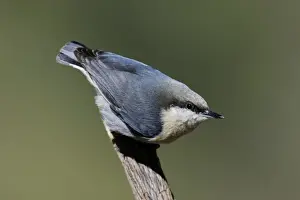 Wildlife Prints For Home Decor Prints: Pygmy Nuthatch