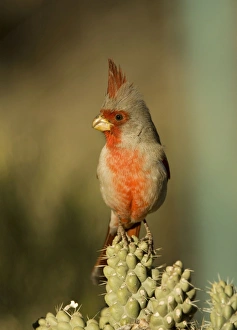 Pyrrhuloxia - male - Perched on cholla cactus branch Pyrrhuloxia - male - Perched on cholla cactus branch