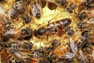 Images Dated 26th October 2004: Queen Honey Bee Clipped wings, UK