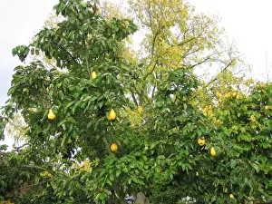 Quince Tree Prints: Quince Tree with fruit