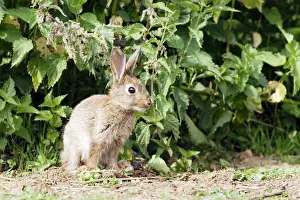 M Watson Photographer Work Prints: Rabbit