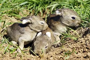 Oryctolagus Cuniculus Pictures Prints: Rabbit 7-8 days
