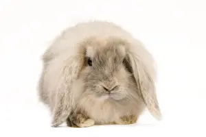 White Background Rabbit Photo Prints: Rabbit