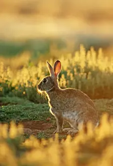 Oceania Wildlife Photography Prints: Rabbit - Australia
