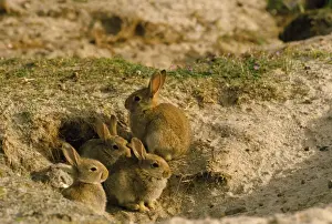 Mammal Wildlife Photography Prints: Rabbit - babies at warren opening