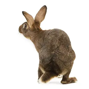 Jean Michel Labat Artist Prints: Rabbit - Belgian Hare
