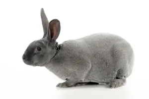 Domestic Mammals Breeds Prints: RABBIT - Blue rex