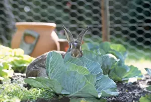 Personal Use Animal Prints: Rabbit - in cabbage patch