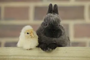 Mixed Species Pets Prints: RABBIT. Chick sitting next to rabbit