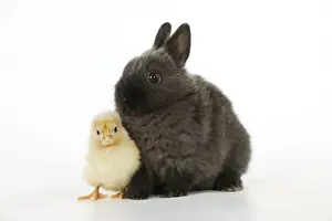 White Background Animal Photoshoots Prints: RABBIT. Chick standing next to rabbit