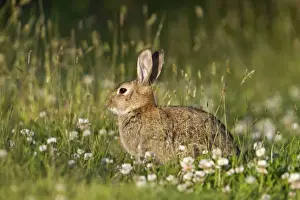 British Wildlife Mammals Prints: Rabbit - with clover - Cornwall - UK