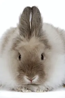 Lion Head Rabbit Prints: Rabbit - Dwarf lion-head in studio
