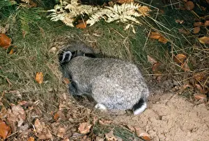 Wild Rabbits Prints: Rabbit - entering burrow