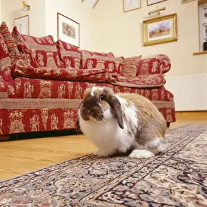 John Daniels Wildlife Images Prints: Rabbit - in house