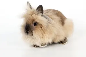 Lionhead Rabbit Prints: RABBIT - Lionhead