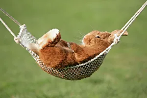 Rabbit lying down in a hammock Rabbit lying down in a hammock
