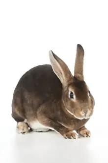 White Background Pet Photoshoots Prints: RABBIT - Mini castor rex