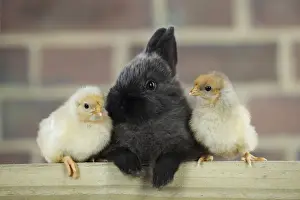 Mixed Species Pets Prints: RABBIT. Rabbit sitting between two chicks