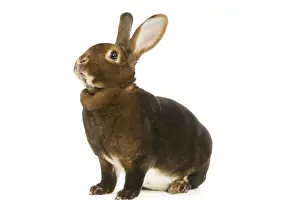 Personal Use Prints Only Prints: Rabbit - Rex Castor