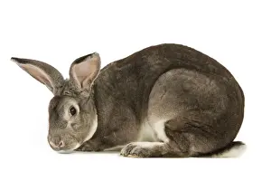 Jean Michel Labat Prints: Rabbit - Rex Chinchilla