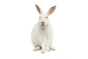 Prints of LA-4594 Rabbit - Rex - white - in studio Jean Michel Labat Please note that prints are for personal display purposes only and may not be reproduced in any way. Rex Prints: Rex Rabbit White Studio Print