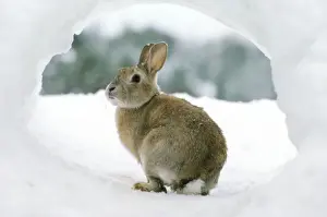 Limited Edition Wildlife Prints: Rabbit - in snow