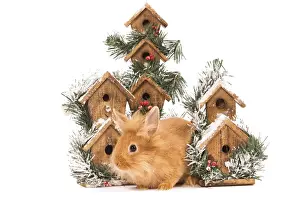 White Background Rabbit Photo Prints: Rabbit - in studio in front of christmas birdboxes