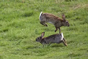 Images Dated 2005 July: Rabbits Mating Behaviour Print