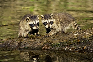 Raccoon - young cubs waiting for mother as she hunts along edge of pond Raccoon - young cubs waiting for mother as she hunts along edge of pond
