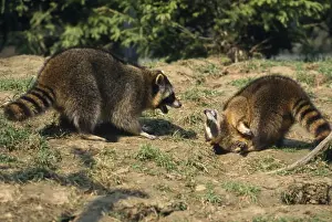 Wildlife Art Prints Online Prints: Racoon - aggresive/submissive behaviour