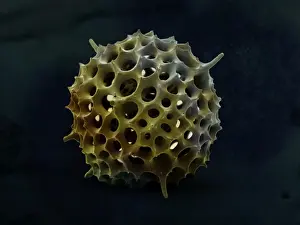 Radiolarian LRMC-12 Print: Spumellarian Radiolaria at x1900 Magnification