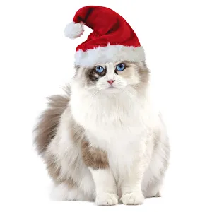 Ragdoll Cat - 10 month old kitten wearing Christmas hat Date: 28-Apr-13 Ragdoll Cat - 10 month old kitten wearing Christmas hat Date: 28-Apr-13