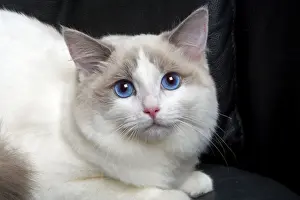 Close Up Cat Faces Prints: Ragdoll Cat