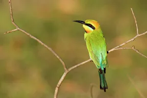 Rainbow Bee-eater - adult sitting on perch watching for insects to come by Rainbow Bee-eater - adult sitting on perch watching for insects to come by