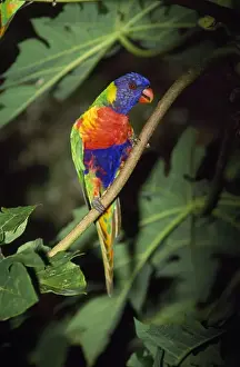 Eastern Australia Birds Prints: Rainbow Lorikeet Distribution: Eastern Australia