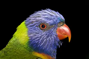 Trichoglossus Haematodus Prints: Rainbow Lorikeet - head study