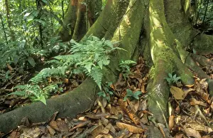 Rainforest Photography Prints: Rainforest Buttress & surface roots, Corcovado National Park, Costa Rica