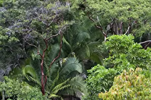 Tropical Plant Life Prints: Rainforest - Mexico