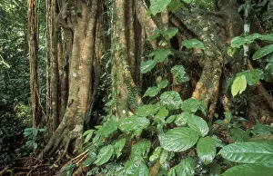 Danum Valley Conservation Area Prints: Rainforest - Primary Rainforest