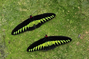 Rajah Brookes Birdwing - Papilionid butterfly - male Rajah Brookes Birdwing - Papilionid butterfly - male