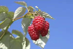 European Raspberries Prints: Raspberry - fruit on plant