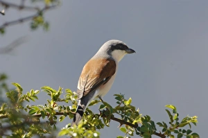 Red Backed Shrike - adult male Red Backed Shrike - adult male
