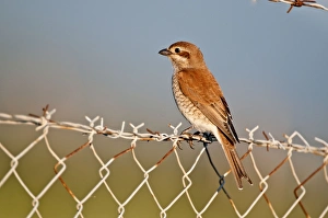 Red- backed Shrike - female perched on barbed wire fence Red- backed Shrike - female perched on barbed wire fence