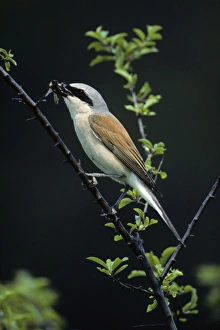 Red-Backed Shrike - male with bumble-bee in beak Red-Backed Shrike - male with bumble-bee in beak