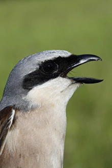 Red-backed Shrike - Male with mouth open Red-backed Shrike - Male with mouth open