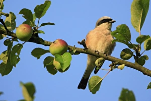 Red-backed Shrike - male perched in apple tree Red-backed Shrike - male perched in apple tree