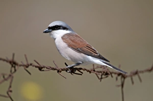Red- backed Shrike - male perched on barbed wire Red- backed Shrike - male perched on barbed wire